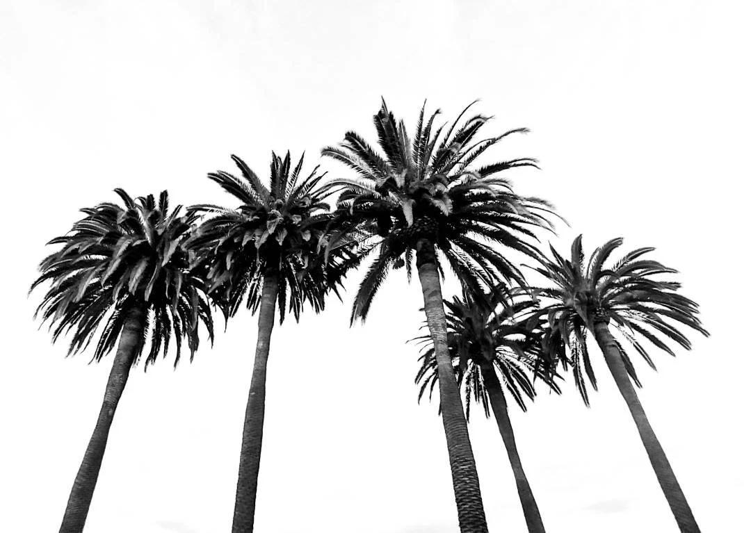 The Wedding Website of Dylan Davila and Tygue Wilson