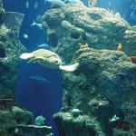 South Carolina Aquarium