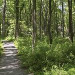 Sourland Mountain Preserve
