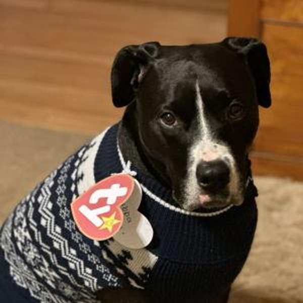 Our Pet Toy Fund