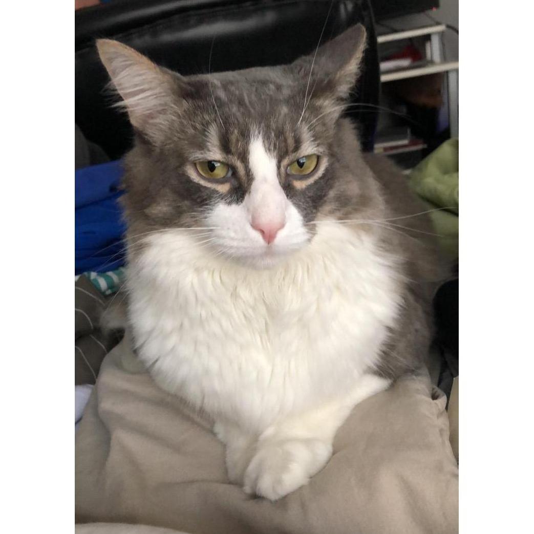 Our precious “little” Kitty