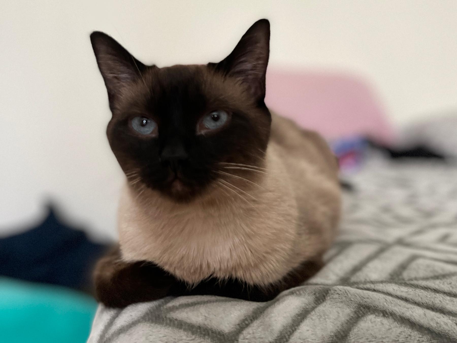 The Wedding Website of Amanda Castillo and Christian Castrellon