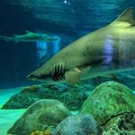 OdySea Aquarium