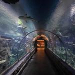 Shark Reef Aquarium