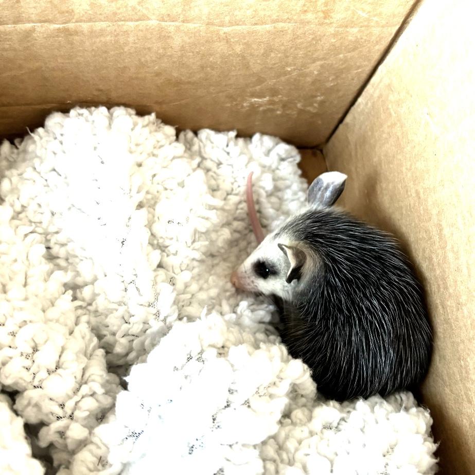 Helped rescue a baby opossum named Neuman
