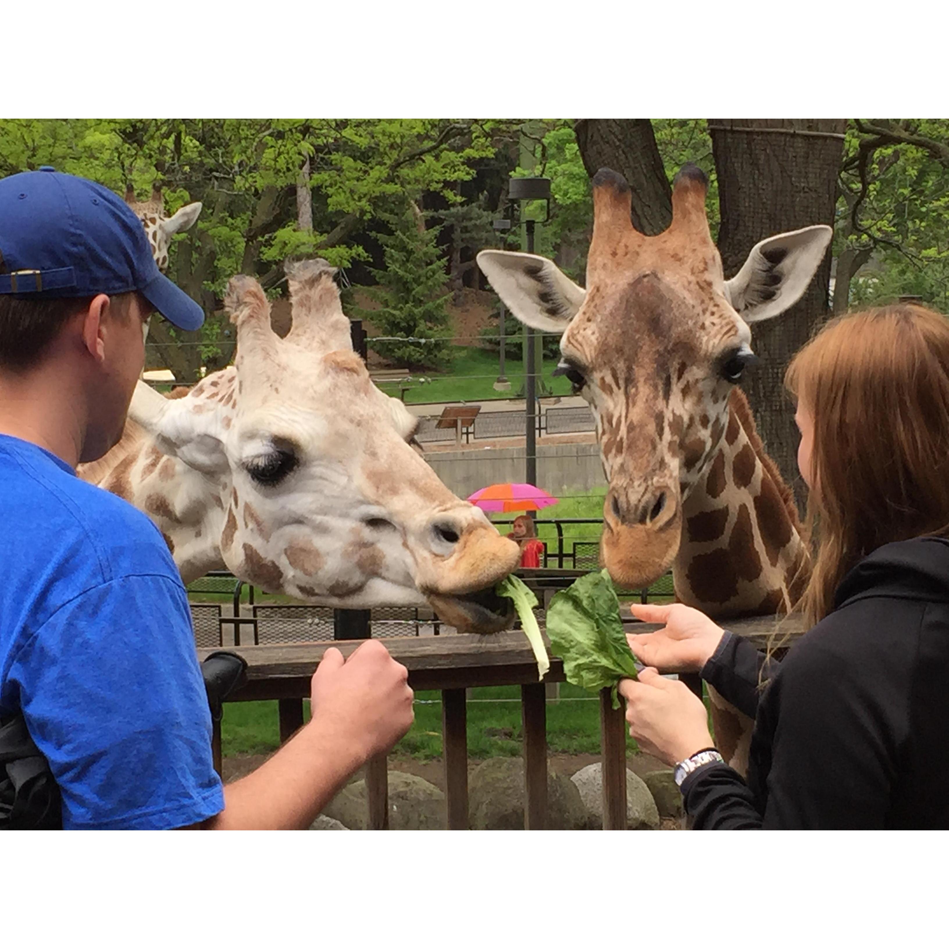 Feeding giraffes at the zoo!
