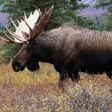 Pemi Valley Moose Tours