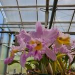 South Texas Botanical Gardens & Nature Center