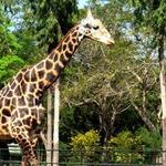 Mysore Zoo