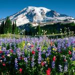 Paradise, Mt. Rainier