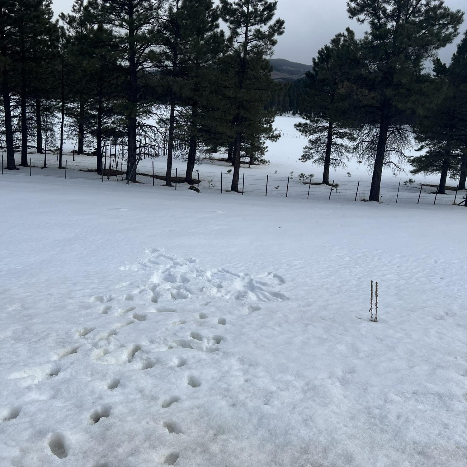 We couldn’t pass up a perfect snow angel spot, even if it was on the highway ❄️