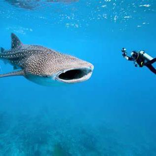 Scuba with Whale sharks