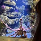 Alaska SeaLife Center