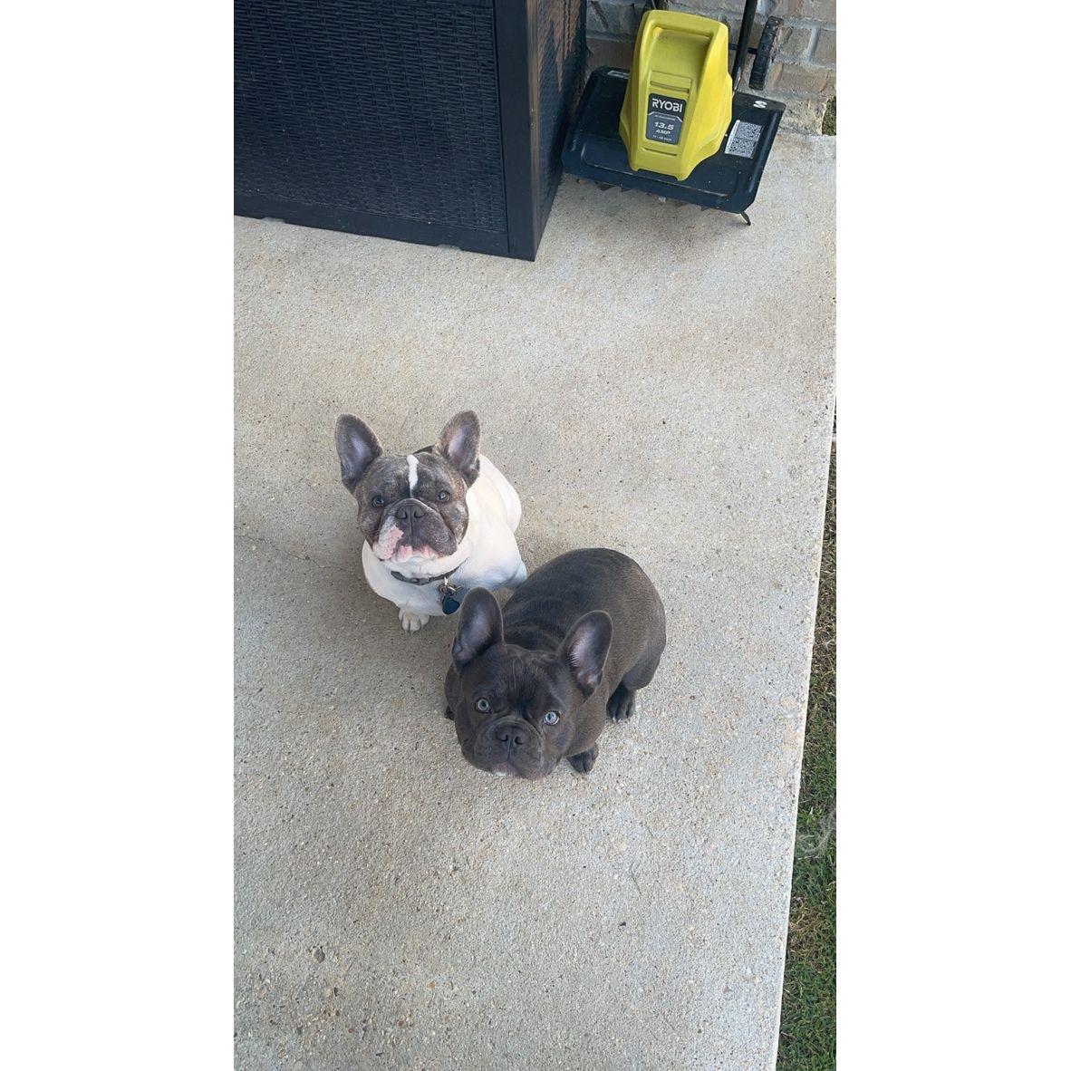 Our babies Max and Tate