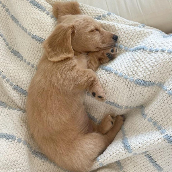 Our Future Dog Fund
