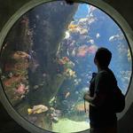 California Academy of Sciences