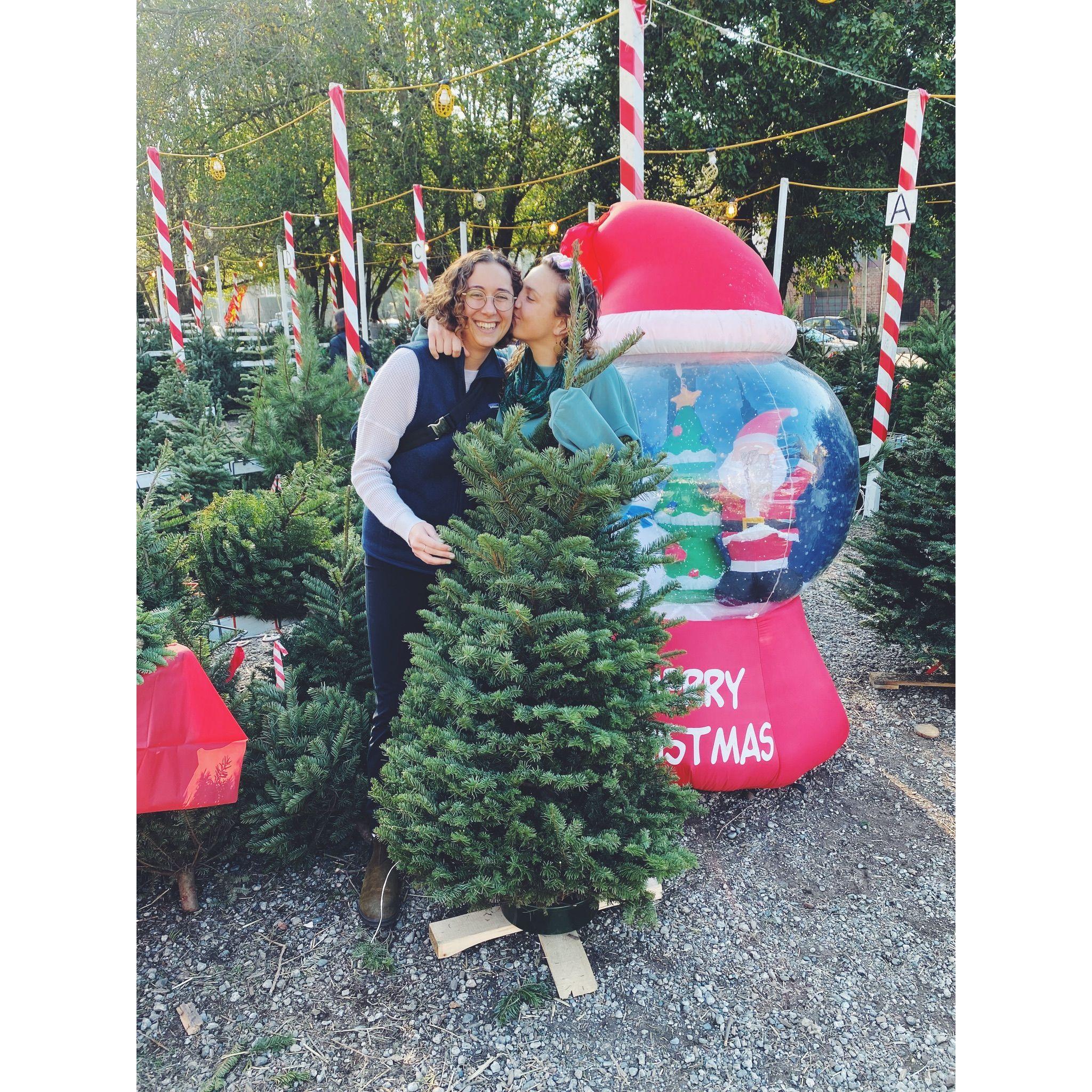 our first christmas tree, little mary. our christmas tree farm convinced us this was a 6ft tree and charged us accordingly. worth every penny