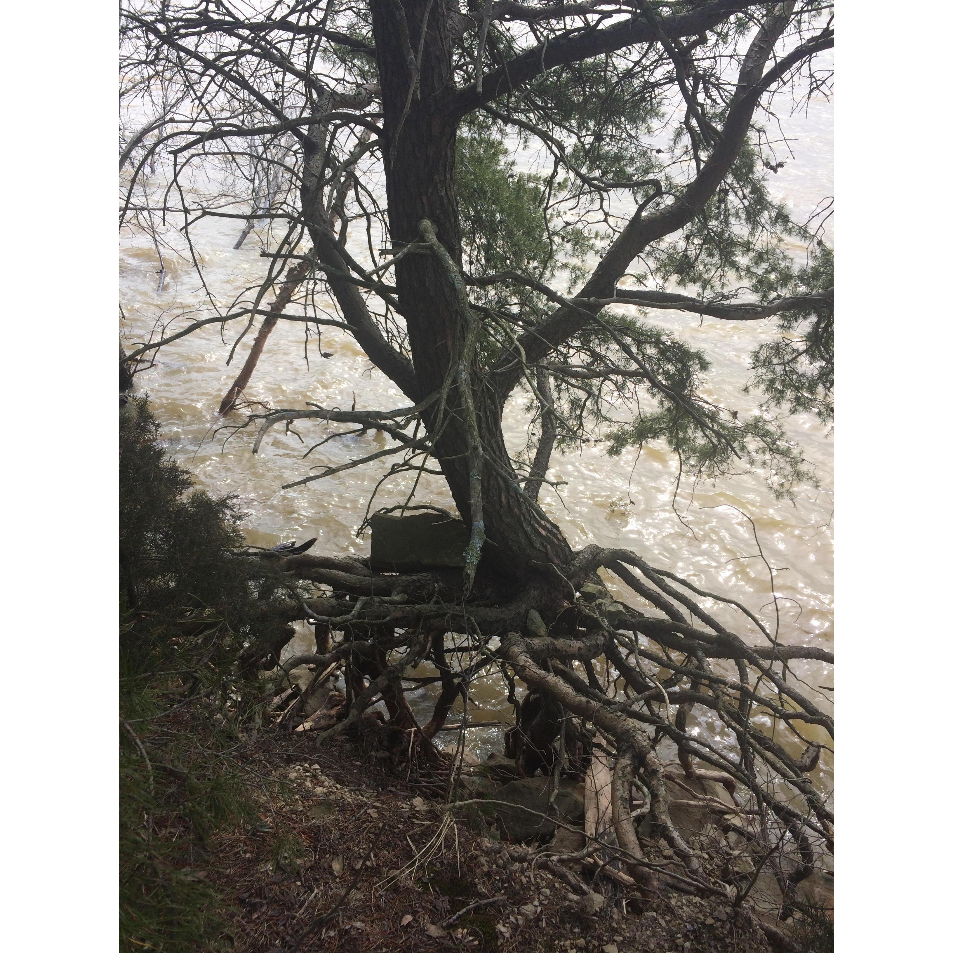 Roots love holding rocks here.