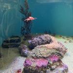 Monterey Bay Aquarium
