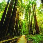 Mount Tamalpais Hike