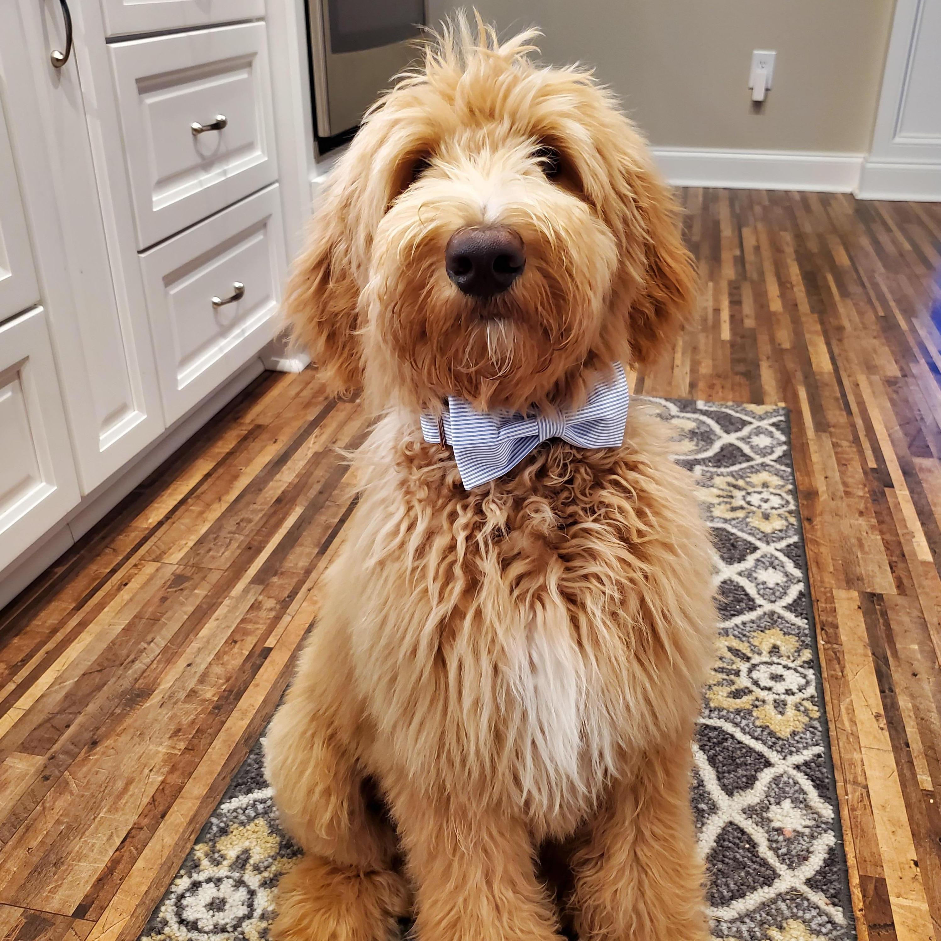 The bow tie Simba wore for our proposal.