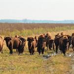 Kankakee Sands - Bison Viewing