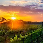 North Fork Wine Trail