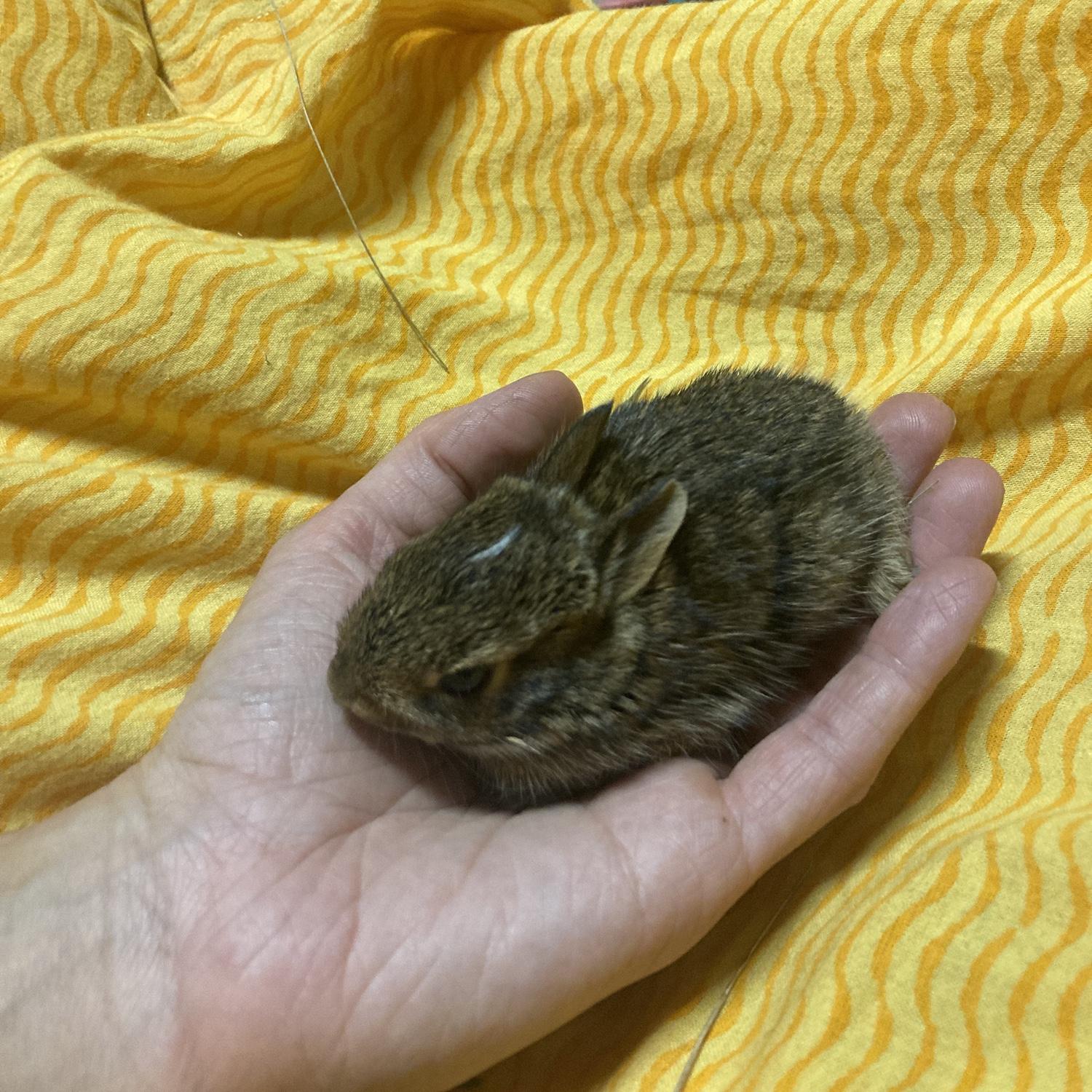 I found an injured baby bunny and fattened him up a little with goat milk