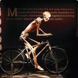 Bodies | The Exhibition