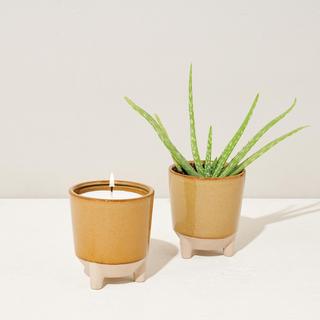 Glow & Grow Kit