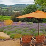 Matanzas Creek Winery