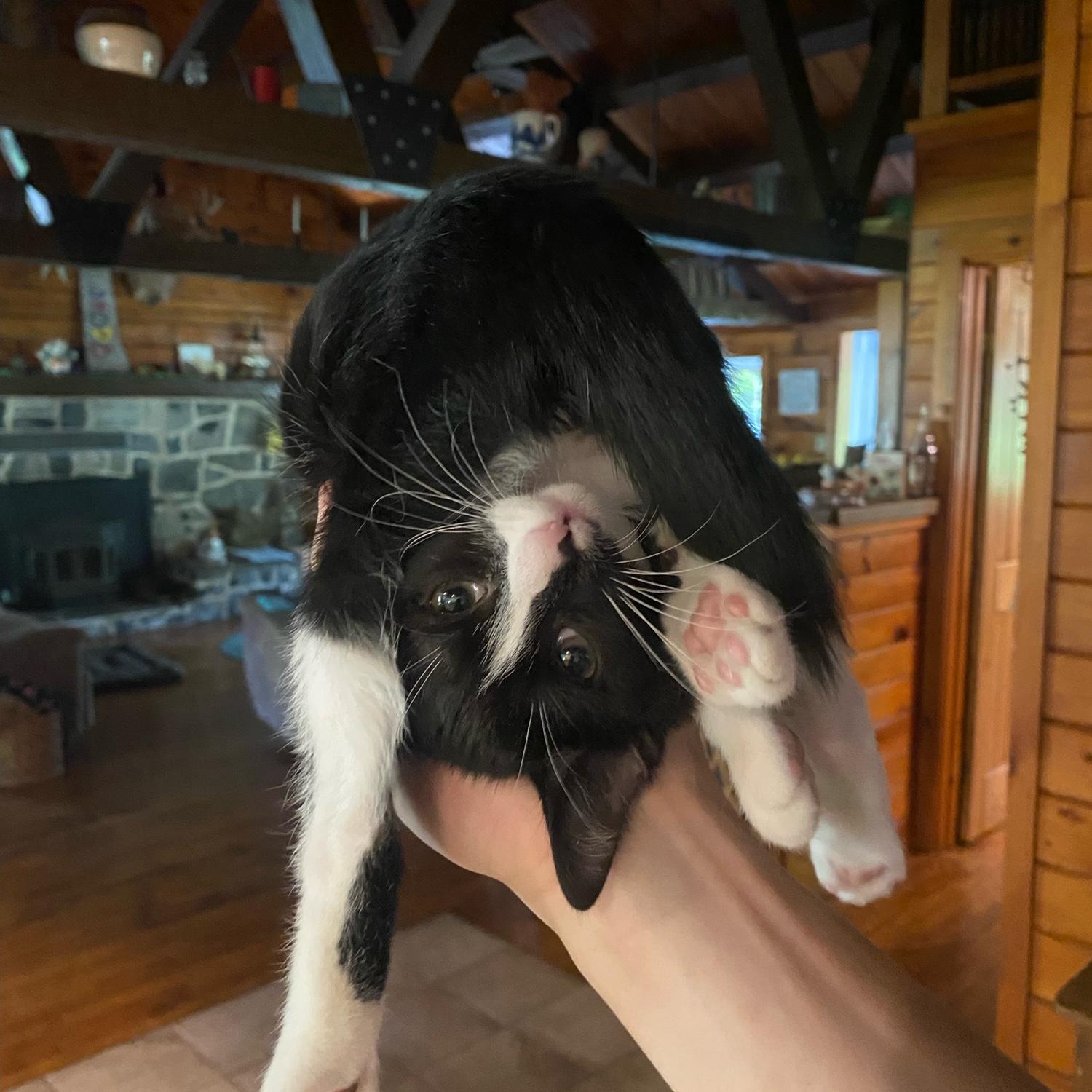 Cat gymnastics