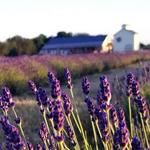Millefleurs or Prince Edward County Lavender Farm