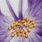 Pansy
