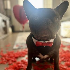 Astro’s Toy Fund