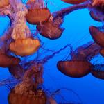 Monterey Bay Aquarium