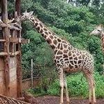 Giraffe Centre