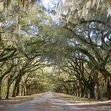 Wormsloe State Historic Site