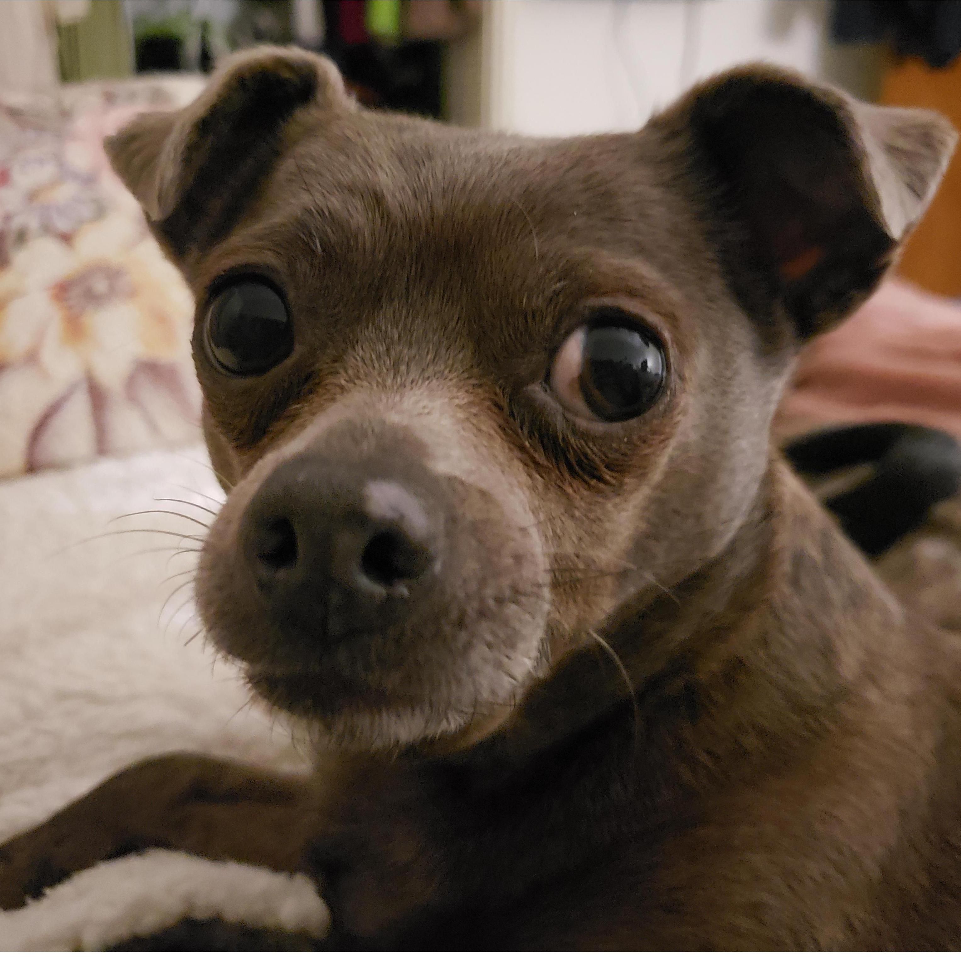 Our cute little puppy Poochini...AKA Deputy Dog. He's the boss of us.