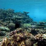 John Pennekamp Coral Reef State Park