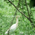 Kumarakom Bird Sanctuary