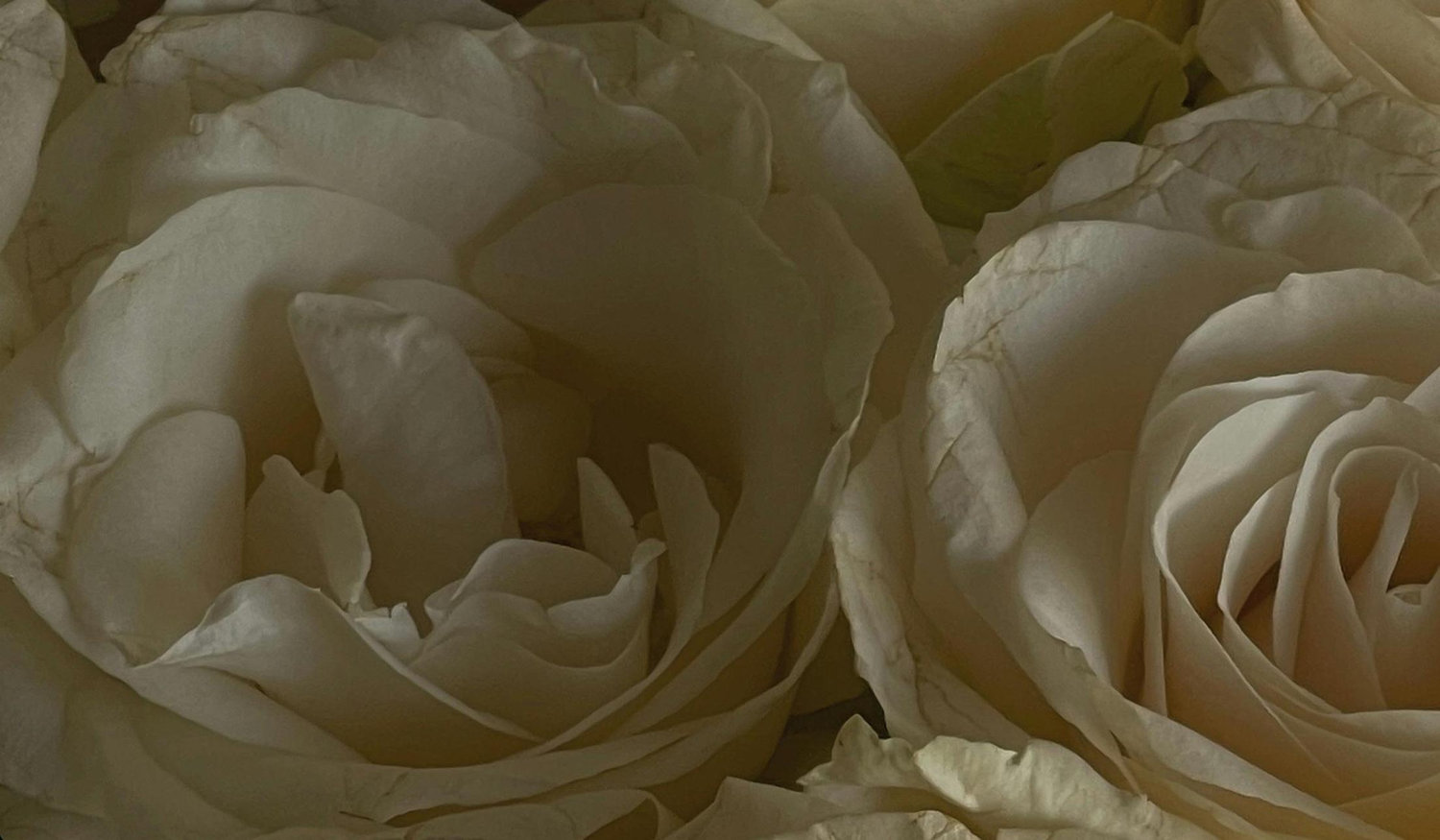 The Wedding Website of Lauren Haraus and Maxwell Vonnahme