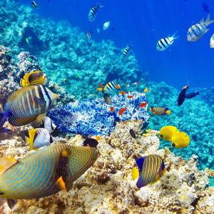 Snorkling - Mauritius