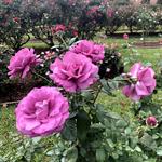 Tyler Rose Garden