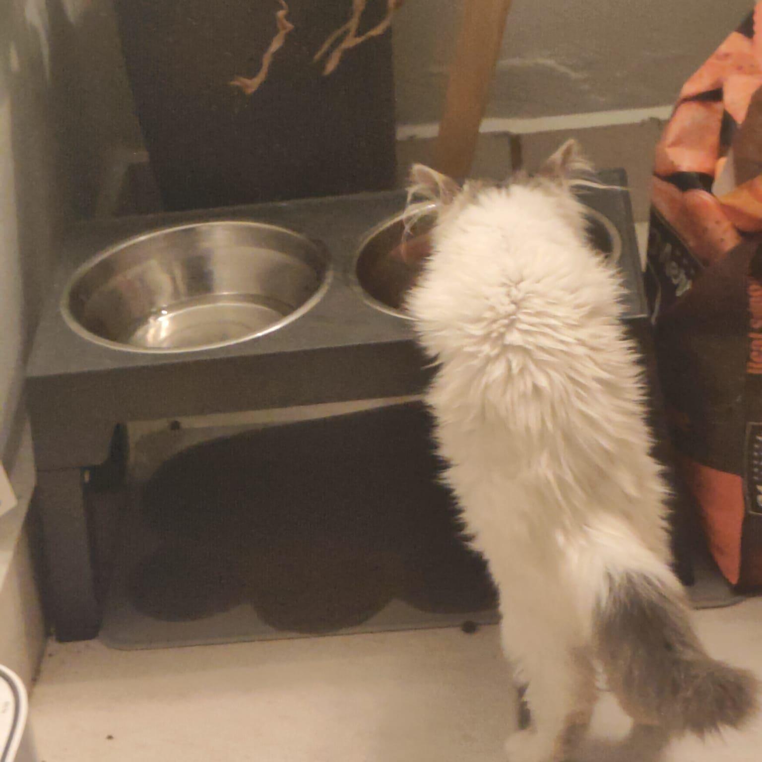 “Nova Yamilet was a rescued street kitten. She’s part of a large group of cats where we live. Yesi is working to find homes for them and to have the females spayed to help control the population.