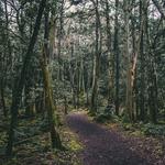 (FUJIAokigahara-Jukai Forest and Lava Caves