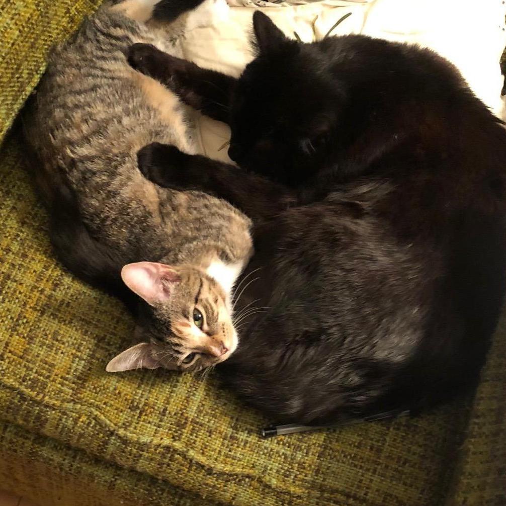 Alyosha and our new baby kitty Pangur Bán!