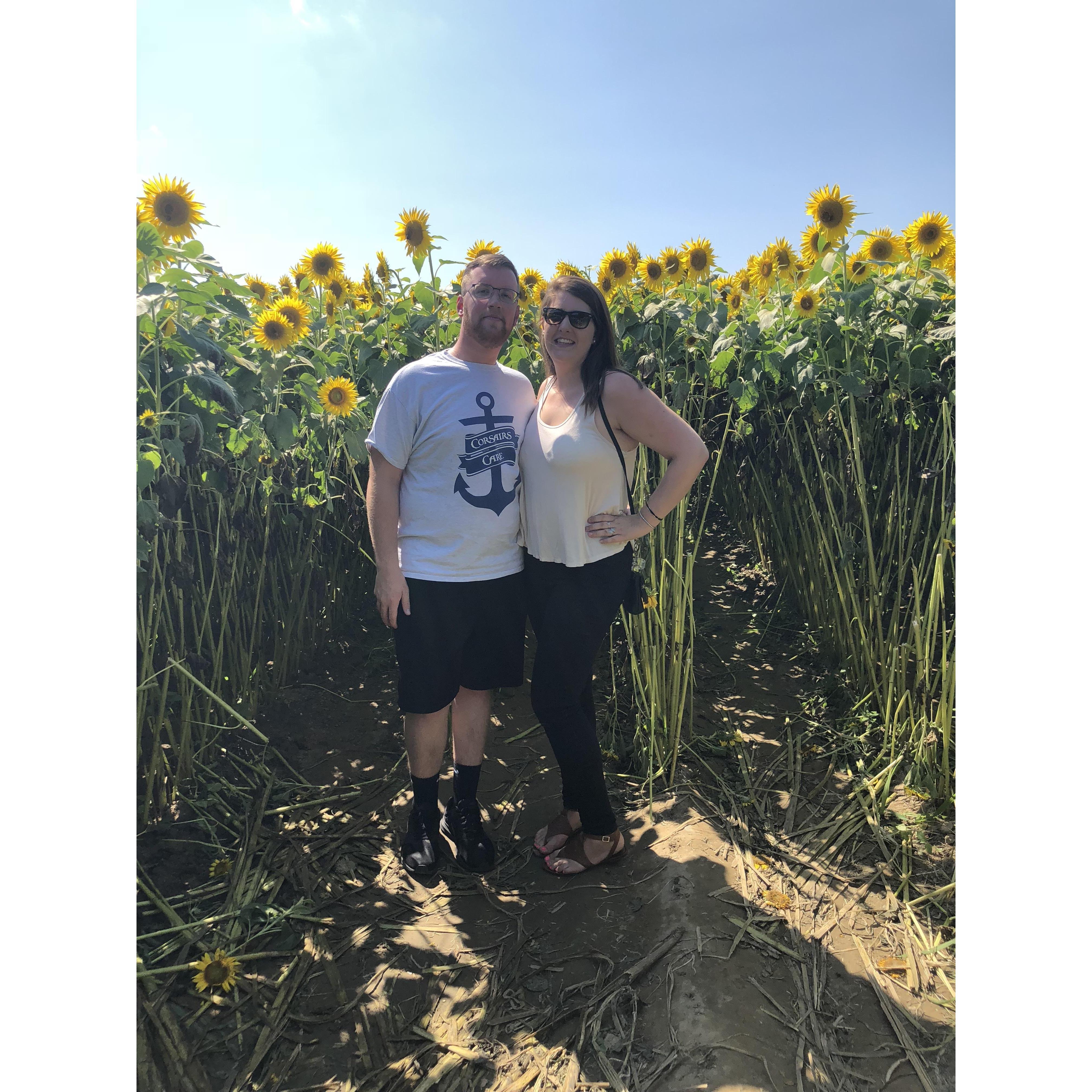 Sunflower fields in Newbury!