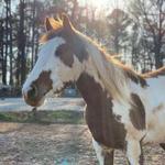 Serenbe Trailriding