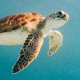 Swim with Sea Turtles at Tres Trapi